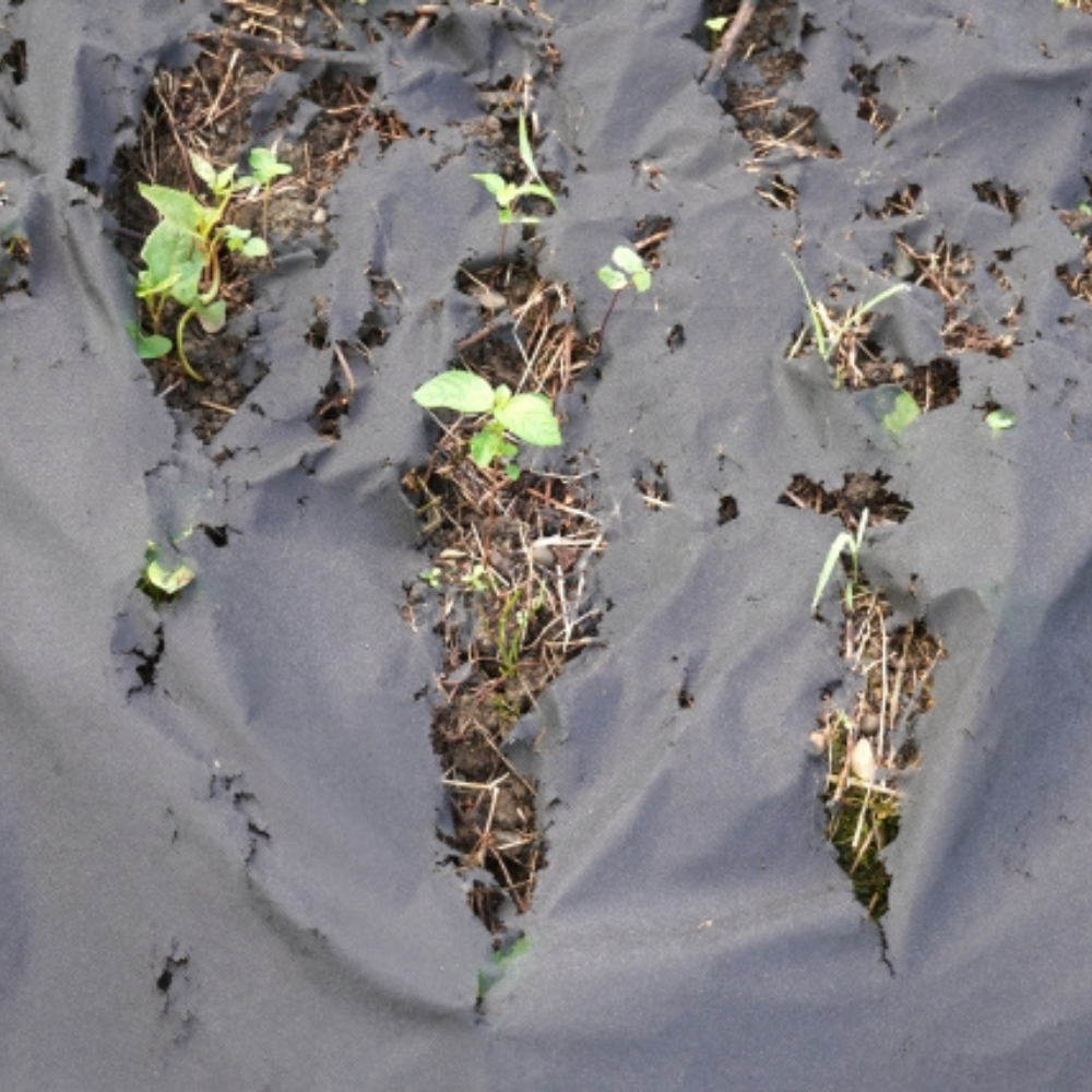 安価な防草シートが破れている事案